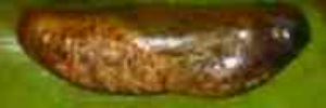 Pupae